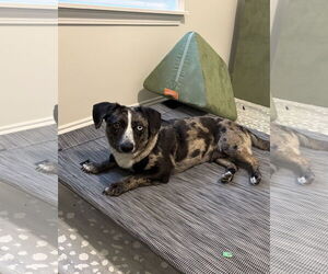 Dachshund-Unknown Mix Dogs for adoption in Greenville, SC, USA