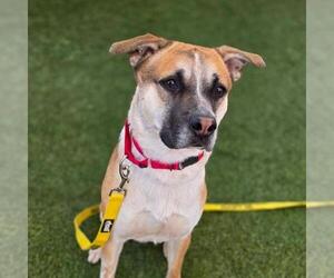 Labrador Retriever-Unknown Mix Dogs for adoption in Las Vegas, NV, USA
