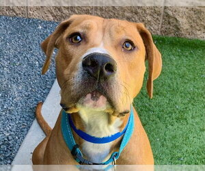 Mastiff-Unknown Mix Dogs for adoption in Moreno Valley, CA, USA