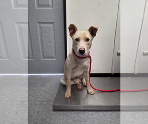 Mutt Dogs for adoption in Las Vegas, NM, USA