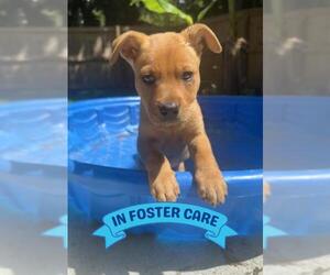 Labrador Retriever-Unknown Mix Dogs for adoption in Tallahassee, FL, USA