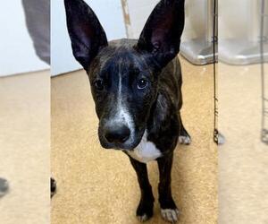 German Shepherd Dog Dogs for adoption in San Antonio, TX, USA