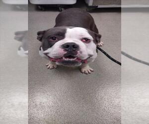 Bulldog-Unknown Mix Dogs for adoption in Las Vegas, NV, USA