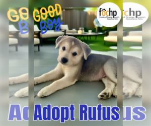Labrador Retriever Dogs for adoption in Menifee, CA, USA