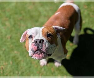Boxer-Unknown Mix Dogs for adoption in Raleigh, NC, USA