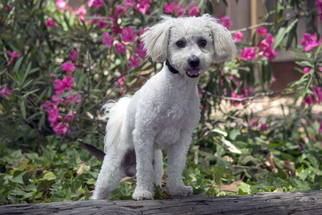 Cockapoo Dogs for adoption in Palo Alto, CA, USA