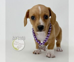 Chiweenie Dogs for adoption in Benton, LA, USA