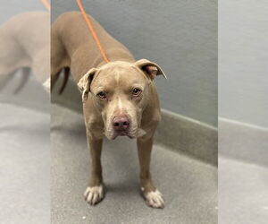 American Pit Bull Terrier-Unknown Mix Dogs for adoption in Las Vegas, NV, USA