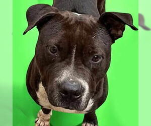 American Pit Bull Terrier-Unknown Mix Dogs for adoption in Jefferson, WI, USA