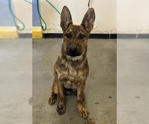 Boxer-Unknown Mix Dogs for adoption in Camarillo, CA, USA