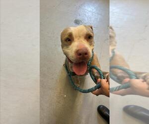 American Pit Bull Terrier Dogs for adoption in Corpus Christi, TX, USA