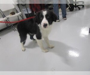 Border Collie Dogs for adoption in Temple, TX, USA