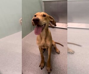 Redbone Coonhound Dogs for adoption in Palmetto, FL, USA