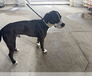 Mutt Dogs for adoption in Texas City, TX, USA