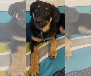 Mutt Dogs for adoption in Fenton, MO, USA