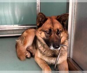 German Shepherd Dog-Unknown Mix Dogs for adoption in Moreno Valley, CA, USA