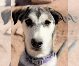 Siberian Husky-Unknown Mix Dogs for adoption in Cedar Crest, NM, USA