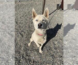 Huskies -Siberian Husky Mix Dogs for adoption in Fairbanks, AK, USA
