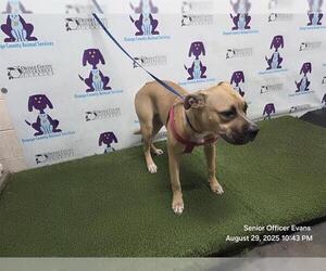 Black Mouth Cur-Unknown Mix Dogs for adoption in Orlando, FL, USA