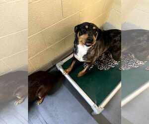 Mutt Dogs for adoption in Frenchburg, KY, USA