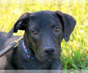 Labrador Retriever-Mountain Cur Mix Dogs for adoption in Cookeville, TN, USA