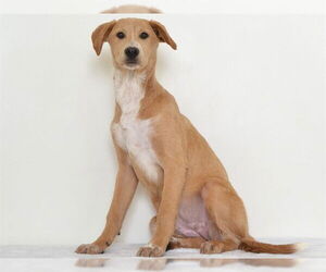 Labrador Retriever-Unknown Mix Dogs for adoption in Oroville, CA, USA