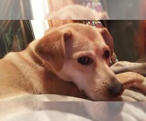 Labrador Retriever-Unknown Mix Dogs for adoption in Minneapolis, MN, USA