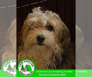 Havanese Dogs for adoption in Stroudsburg, PA, USA