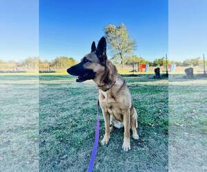 Mutt Dogs for adoption in Stevens Point, WI, USA