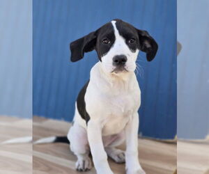 American Bulldog Dogs for adoption in Lakewood, CO, USA