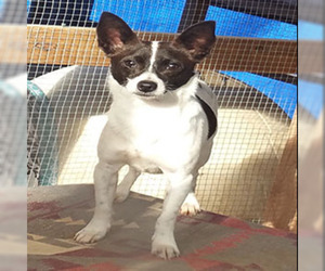 Rat-Cha Dogs for adoption in Shreveport, LA, USA