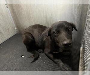 Labrador Retriever-Unknown Mix Dogs for adoption in San Antonio, TX, USA