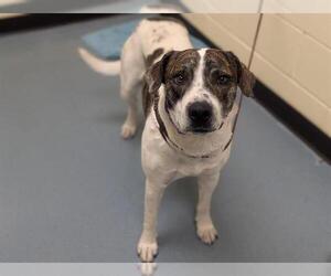 Treeing Walker Coonhound-Unknown Mix Dogs for adoption in Denver, CO, USA