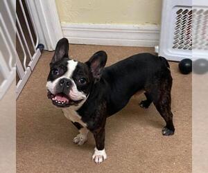 Faux Frenchbo Bulldog Dogs for adoption in Naples, FL, USA