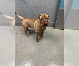 Bull-Pei Dogs for adoption in Las Vegas, NV, USA