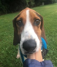 Coonhound Dogs for adoption in Franklin, TN, USA