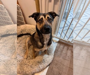 German Shepherd Dog-Unknown Mix Dogs for adoption in Oakhurst, NJ, USA