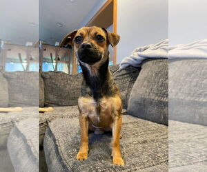 Mutt Dogs for adoption in Rochester, NY, USA