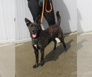 Dutch Shepherd -Unknown Mix Dogs for adoption in Louisville, KY, USA