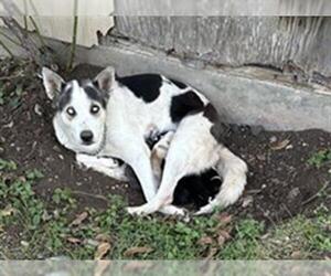 Huskies -Unknown Mix Dogs for adoption in San Antonio, TX, USA
