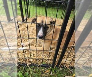 Shepradors Dogs for adoption in Saginaw, MI, USA