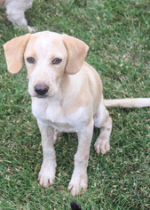 Beagle-Unknown Mix Dogs for adoption in PIPE CREEK, TX, USA