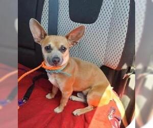 Chiweenie Dogs for adoption in Claremore, OK, USA
