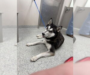Siberian Husky-Unknown Mix Dogs for adoption in Pasadena, TX, USA