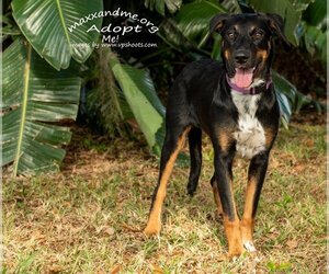 Mutt Dogs for adoption in Tampa, FL, USA