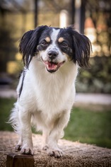 Cavalier King Charles Spaniel Dogs for adoption in Valrico, FL, USA