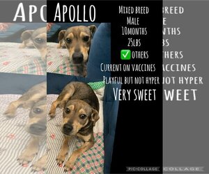Mutt Dogs for adoption in Appleton, WI, USA