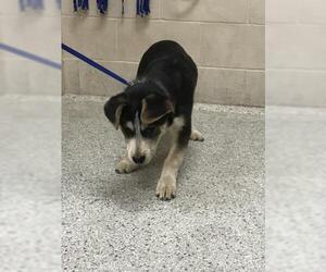 Labsky Dogs for adoption in Conroe, TX, USA