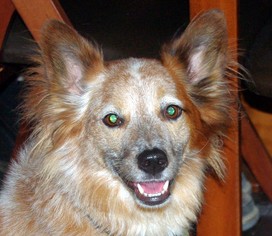 Australian Shepherd-Unknown Mix Dogs for adoption in Longview, WA, USA