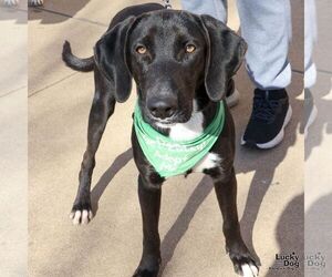 Medium Photo #2 Labrador Retriever-Unknown Mix Puppy For Sale in Washington, DC, USA